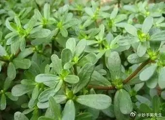 春天的野菜都有搜刮陈寒,排污泄浊的作用,能把积压在身体里面一个冬天