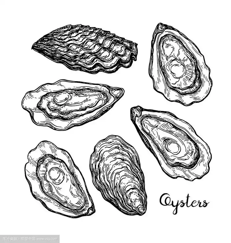 牡蛎墨水草图