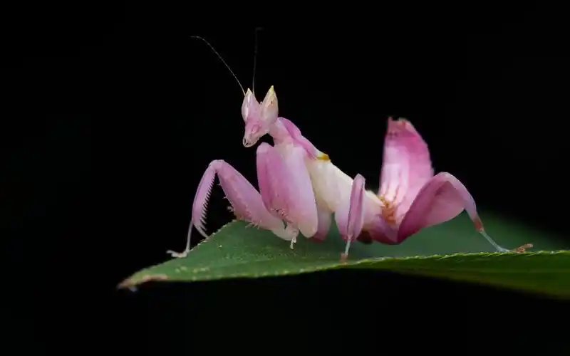 兰花螳螂摇摆的一天