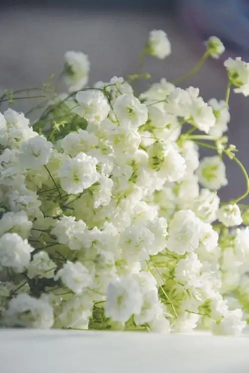 最美的满天星花朵唯美图片