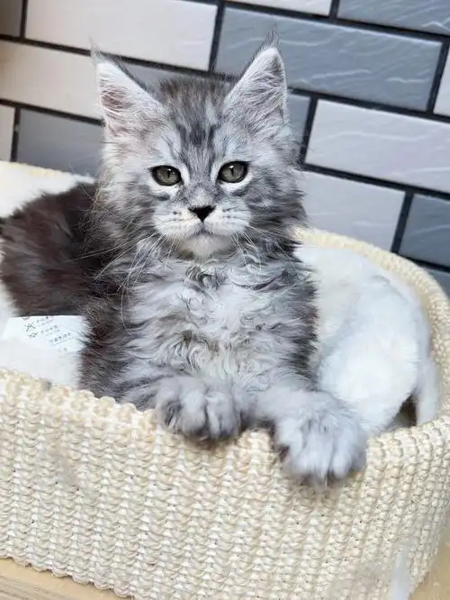 两个月的缅因猫是喵生中短暂的可爱时期