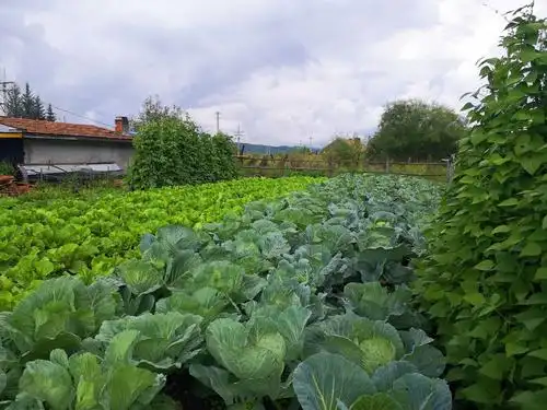 董志姐姐家里的菜园子