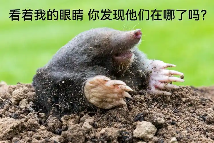 动物界中有这类进化的例子,如地下的鼹鼠眼睛长期不见光就退化了,依靠