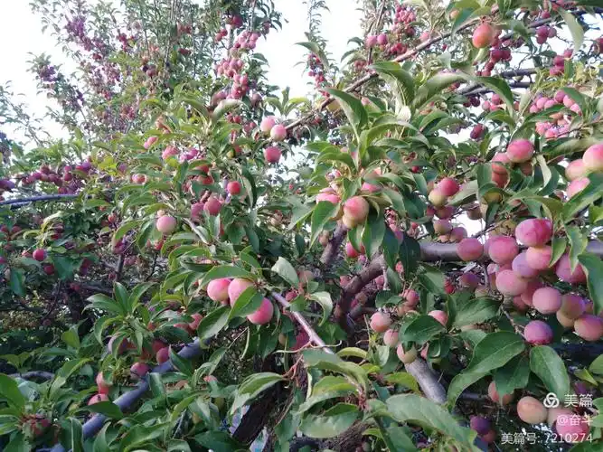 老家院子里的李子树挂满了果实