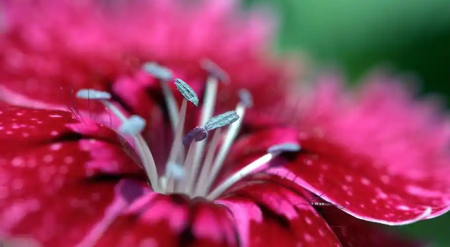 细微红花微距壁纸