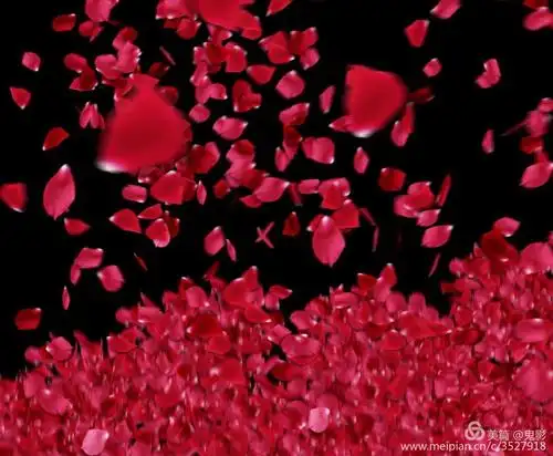 玫瑰花瓣纷纷飘落,爱情的到来!