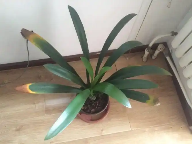 君子兰叶尖发黄,求解答,谢谢