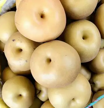 长十郎,香兰,新高,今年到尾声了,欢迎新老客户明年早点来