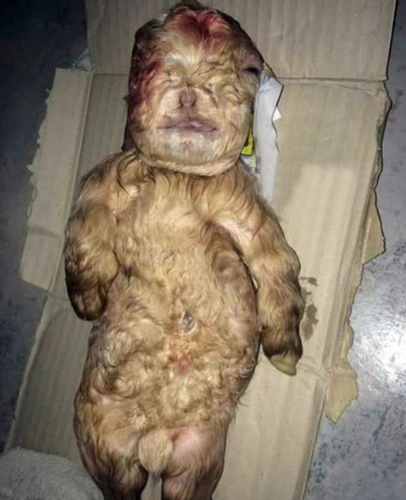 异形生物?马来西亚惊现"人脸山羊"