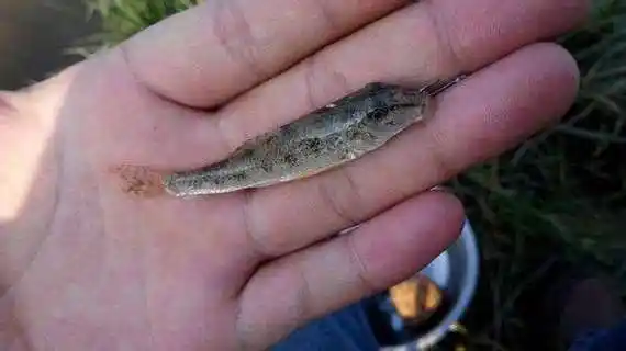 小河里很小很薄彩色的鱼是什么鱼?j 如图 , 应为