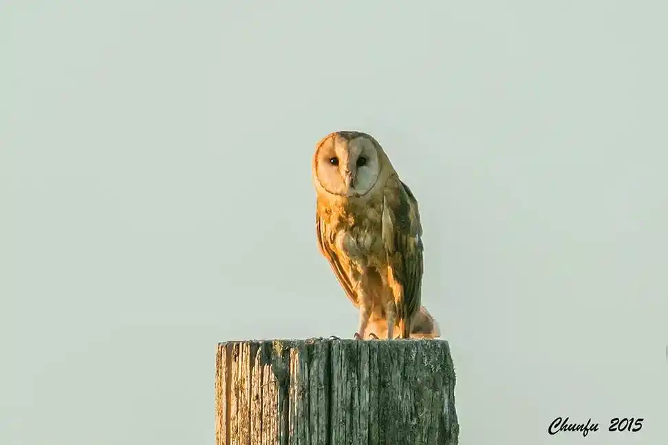 仓鸮.#野生鸟类摄影 #爱护大自然保护野生动物  - 抖音