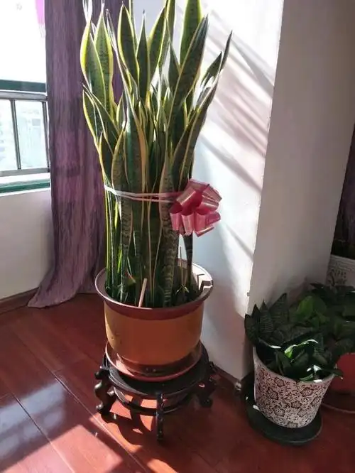 奶奶养了20年的虎皮兰超大花盆都挤不下爆盆秘诀有3个