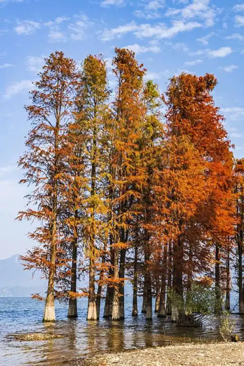 红杉树怎么种植?-花木行情-中国花木网