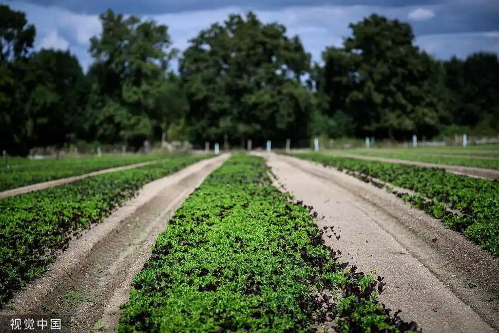 法国农场(视觉中国)