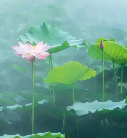 仙境荷花别样红