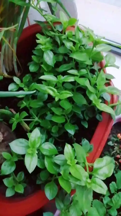 牡丹吊兰也就是食用穿心莲属于多肉植物,养的好的话,一年四季都能开玫