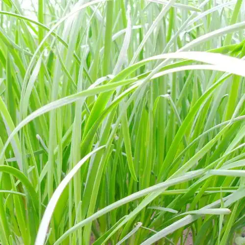 多年生黑麦草种子 四季耐热高产型牧草籽黑麦草牧草种子猪牛羊鸡鸭鹅