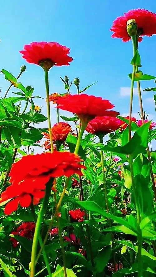 花不是为花店而开人有各自的风景