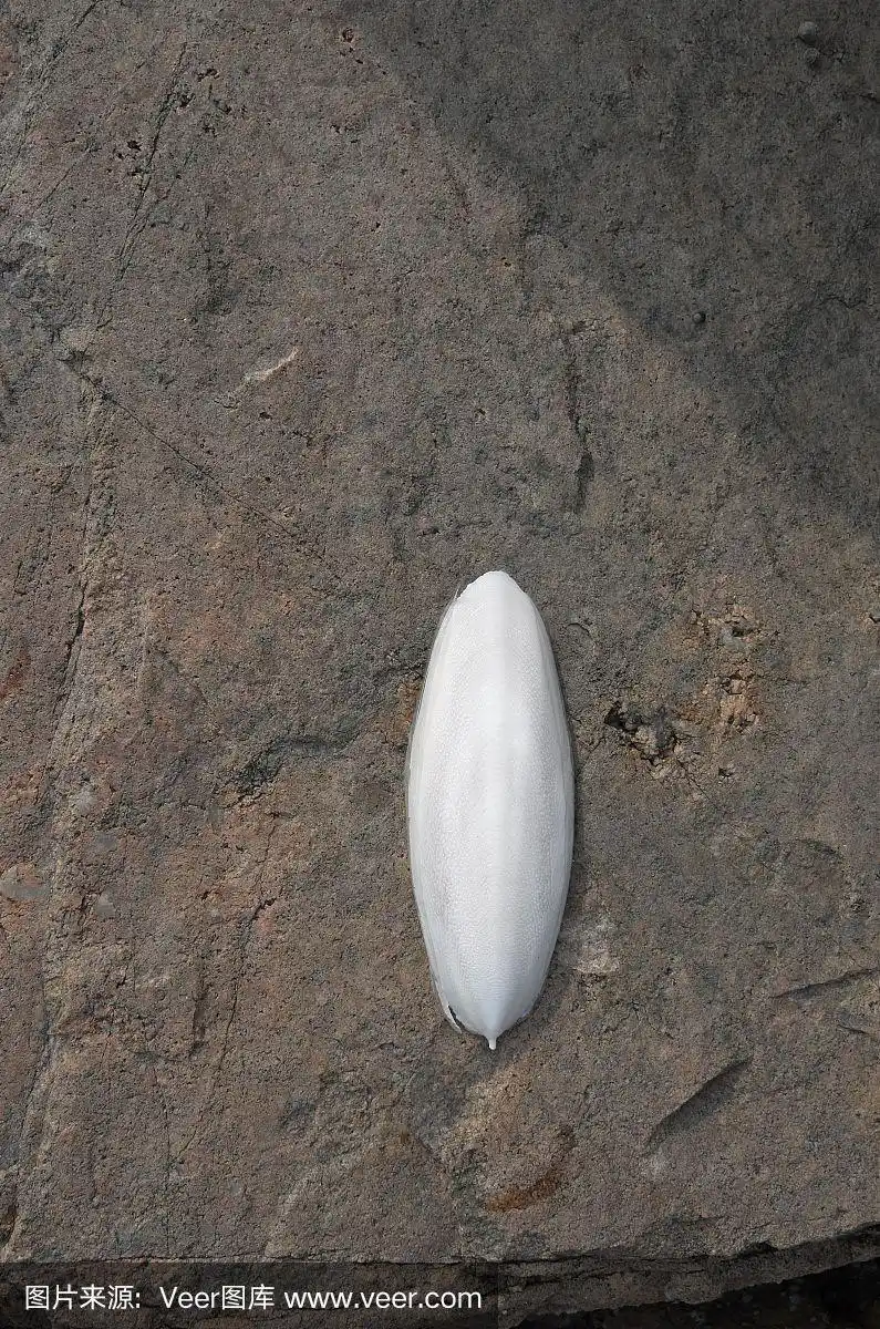 在岸边发现的墨鱼骨头