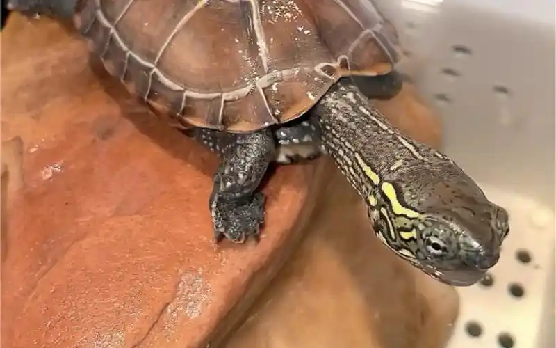 热气腾腾的长脖子小乌龟