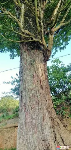 金丝榔木,中华榉