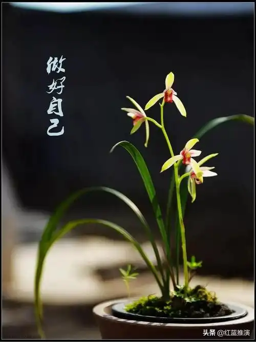 领导请吃饭但要加班让我留下但是让同事去了却没叫