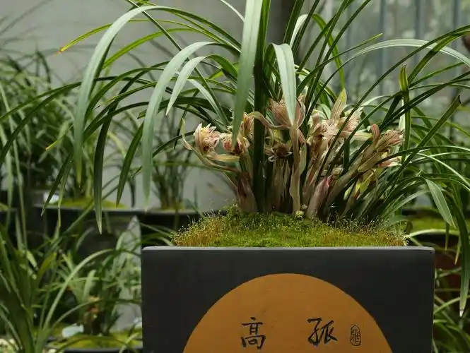 标价一亿两千万的兰花贵州龙有人买吗为什么总有天价兰花