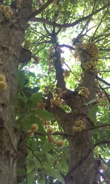 海南本地人叫"野黄皮" 味酸甜 含维c极高