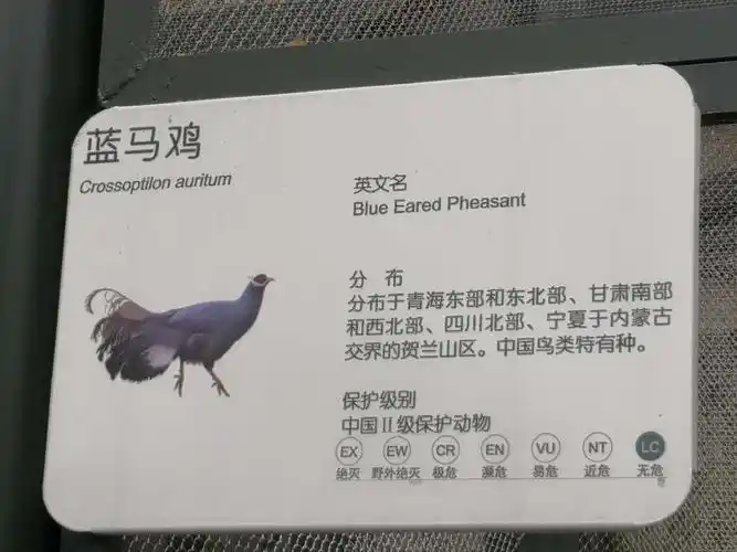 05.03朵朵的动物园之旅