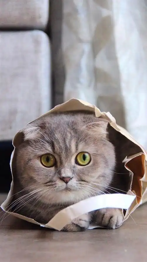 可爱呆萌折耳猫iphone壁纸