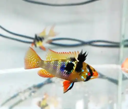 21年第一窝德系荷兰凤凰苗子可以出了