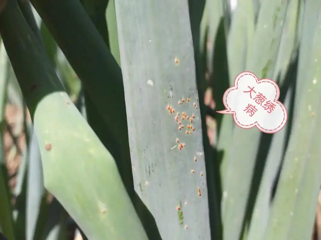 大葱主要病虫害.葱疫病 染病初现青白色不明显斑点,扩大后成为 - 抖音