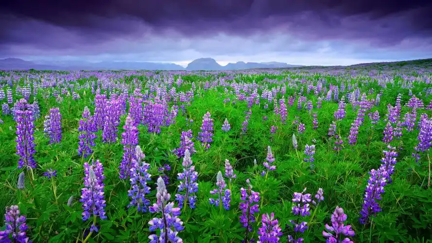 花草树木冰岛风景羽扇豆山天空自然桌面壁纸壁纸