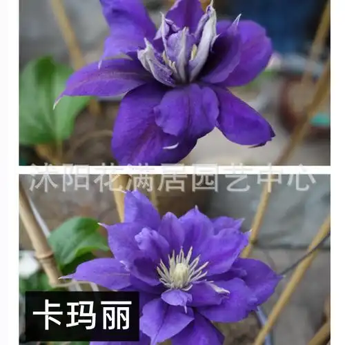 铁线莲盆栽苗爬藤植物花苗带花大苗庭院花卉盆栽观花室内花