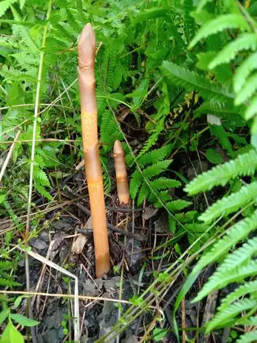 生天麻假一赔十