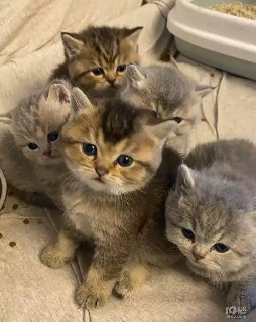 蓝金自己家猫,金渐层和蓝猫的宝宝