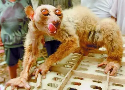 神秘怪猴引发大陆村民恐慌!