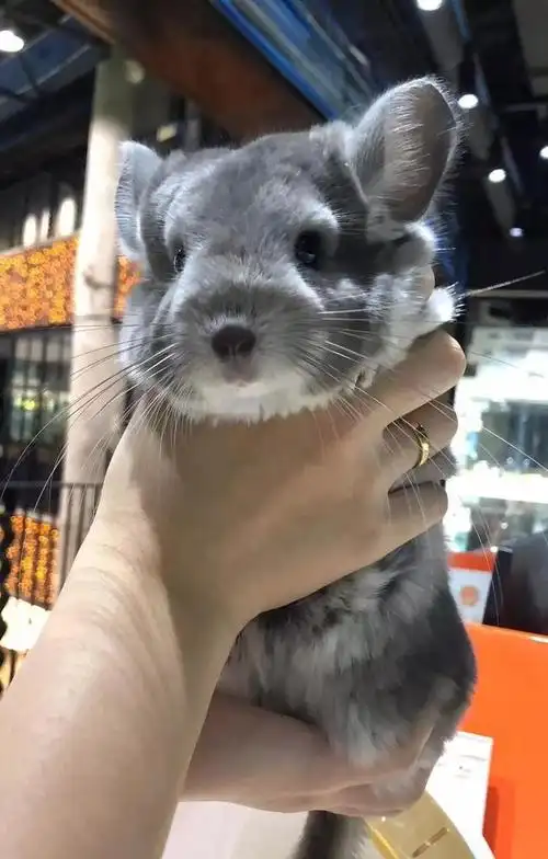 龙猫怎么训练的特别粘人