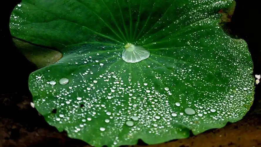 【荷叶水珠摄影图片】生态摄影_望断残阳_太平洋电脑网摄影部落