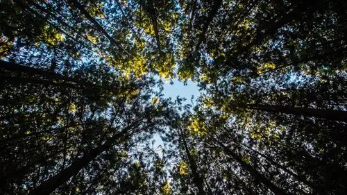 森林树木,向上看,天空 1080x1920 iphone 8/7/6/6s plus 壁纸,图片