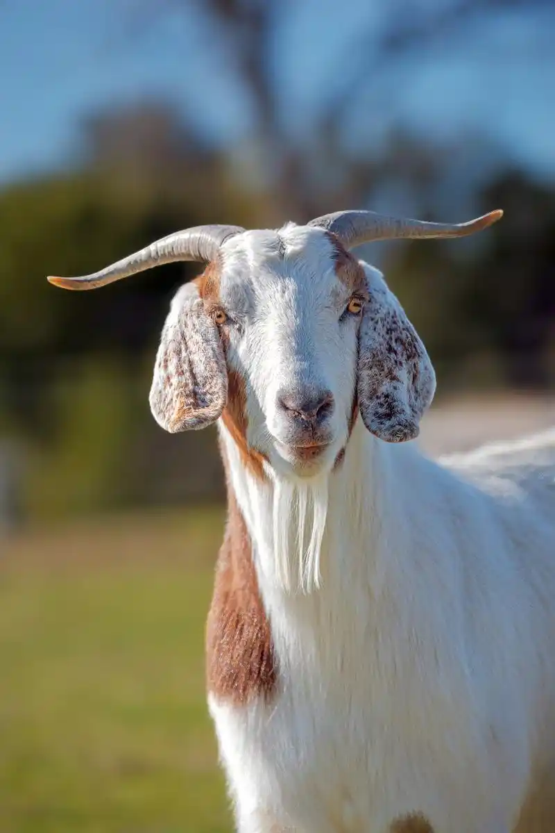 饲养各有需求:山羊强大生存力vs绵羊毛细需呵护!