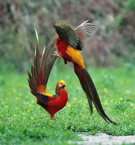 真实的凤凰原型美丽长尾野凤凰