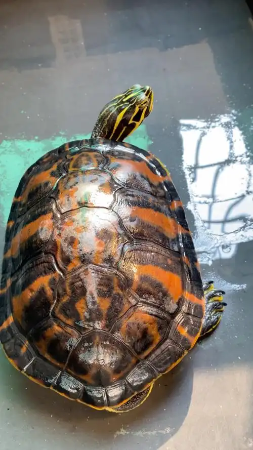 火焰龟 ,成年火焰公龟.宽纹,翅膀,1.7斤,17 公分,喜欢私聊.