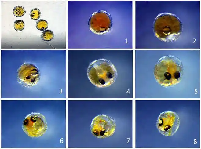 鱼卵孵化周期