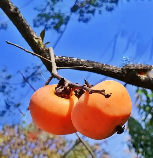 广西恭城旅游篇之四——月柿之乡