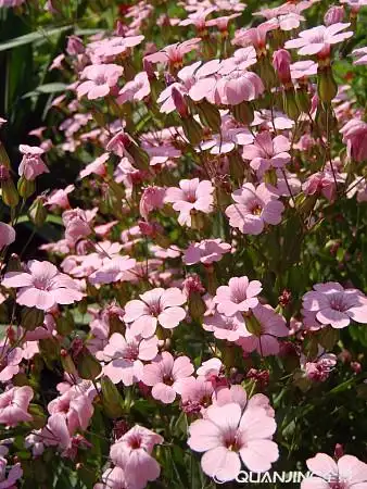 丝石竹属植物_全景网