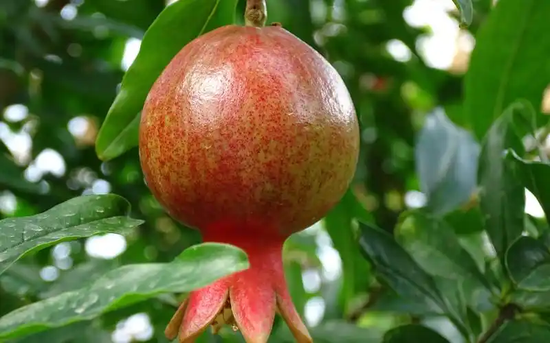 中秋时节的石榴