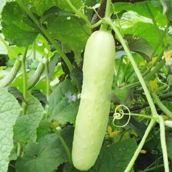 白皮黄瓜 100粒【图片 价格 品牌 报价】-京东
