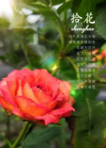 花开花落花无悔缘来缘去缘如水
