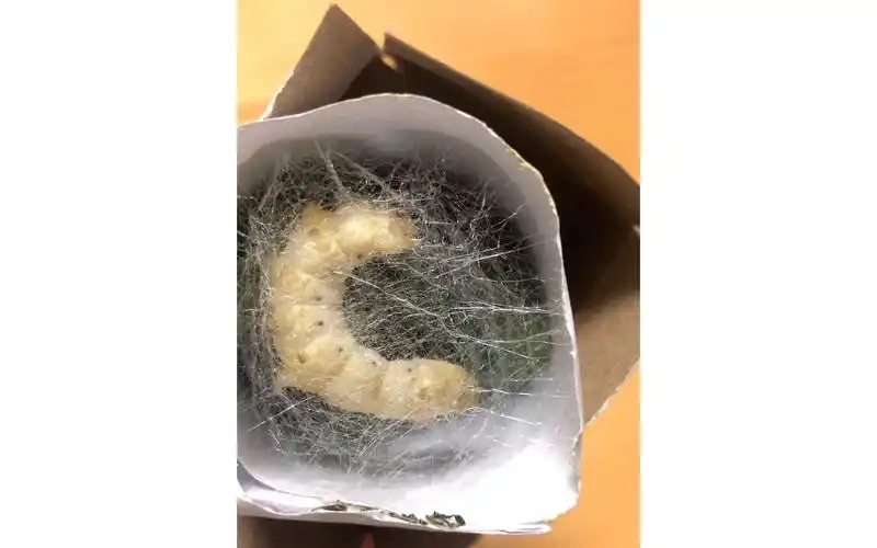 蚕太子吐丝一原来吐丝需要回旋爬行